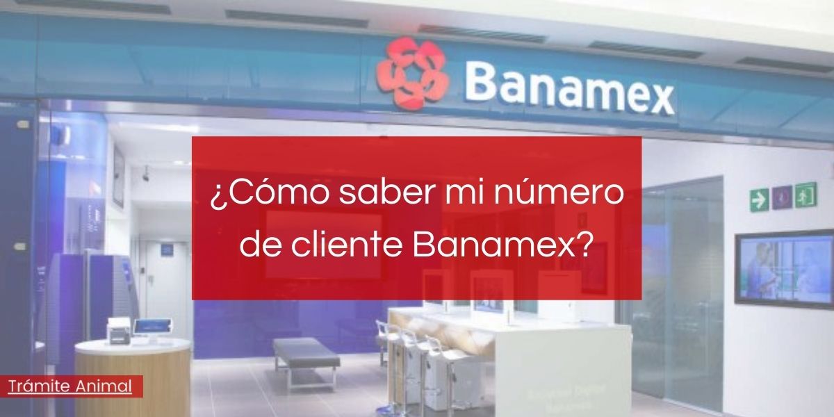 ¿Cómo saber mi número de cliente Banamex?