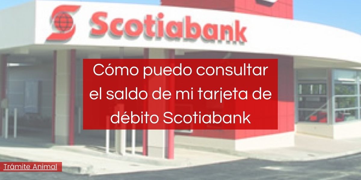 Cómo consultar saldo tarjeta debito Scotiabank