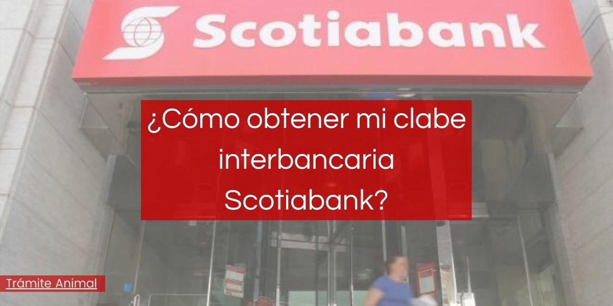 Cómo obtener clabe Interbancaria Scotiabank