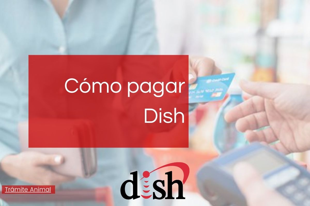 Cómo pagar Dish en línea