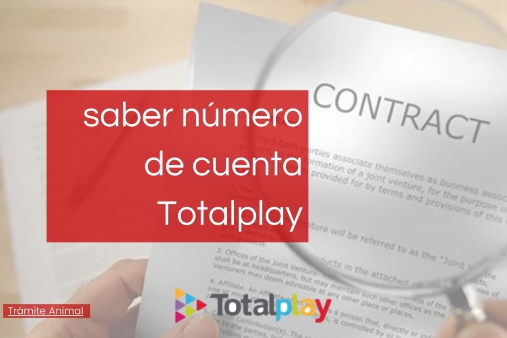 izzi vs Totalplay cuál es mejor en 2021