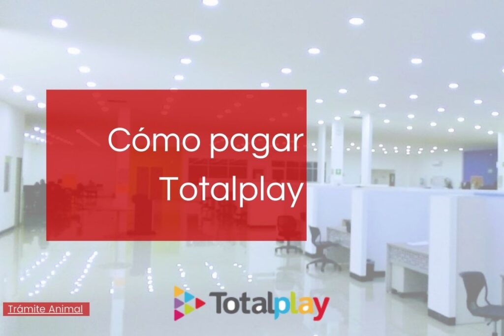 izzi vs Totalplay cuál es mejor en 2021