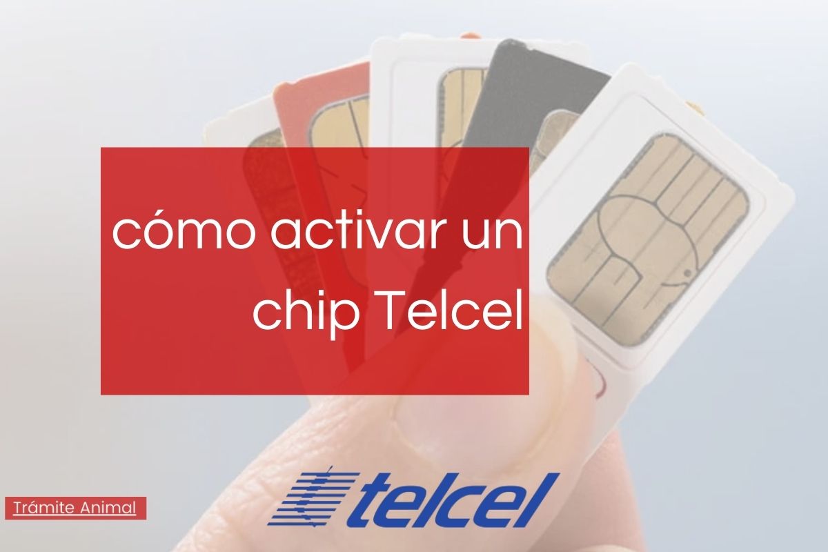 Cómo activar chip Telcel