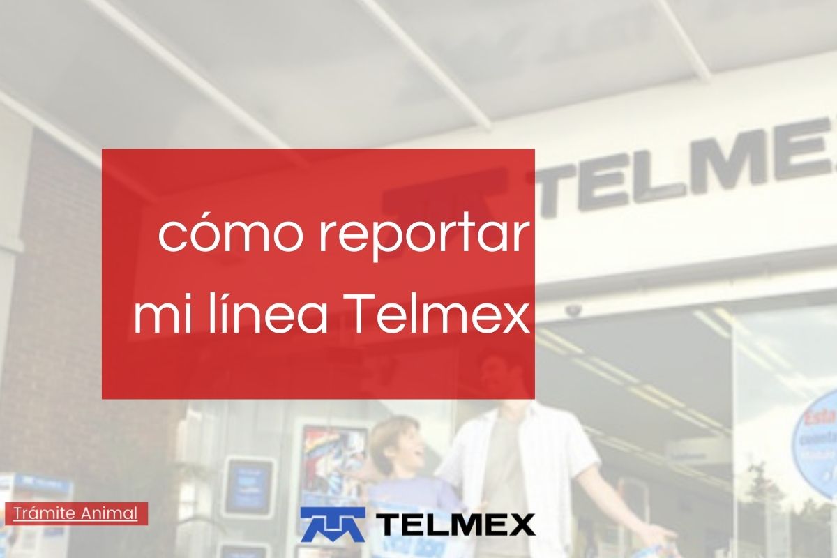 Cómo reportar línea Telmex